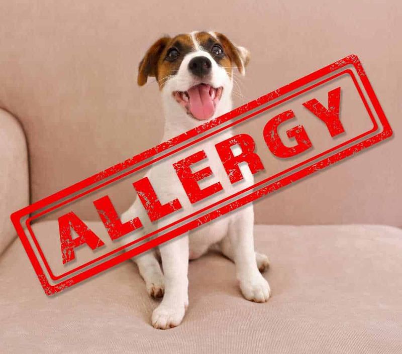 Allergie negli animali domestici, 5 alimenti dannosi 2 Allergie alimentari in cani e gatti: Allergie negli animali domestici, 5 alimenti dannosi