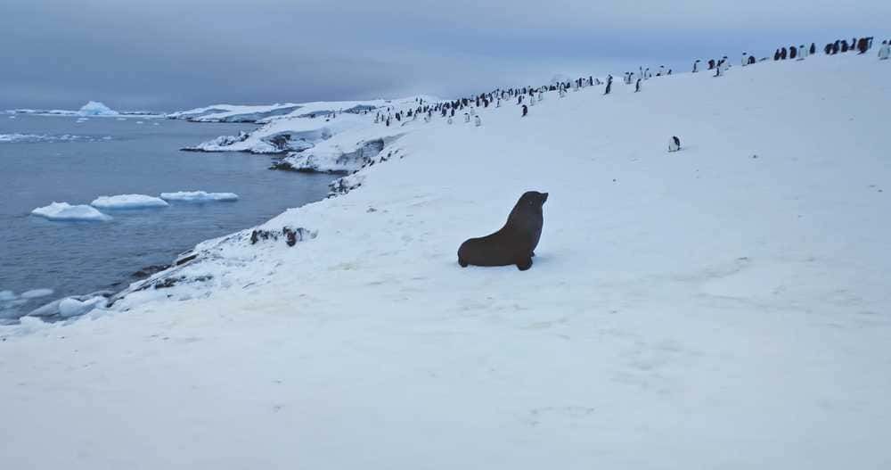 Foca solitaria su scogliera ghiacciata in Antartide con numerosi pinguini sullo sfondo, paesaggio polare gelato e ambiente naturale marino.