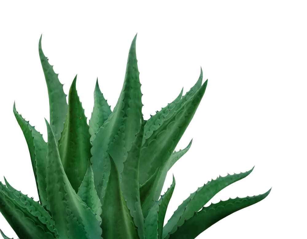 A cosa servono le spine del cactus?