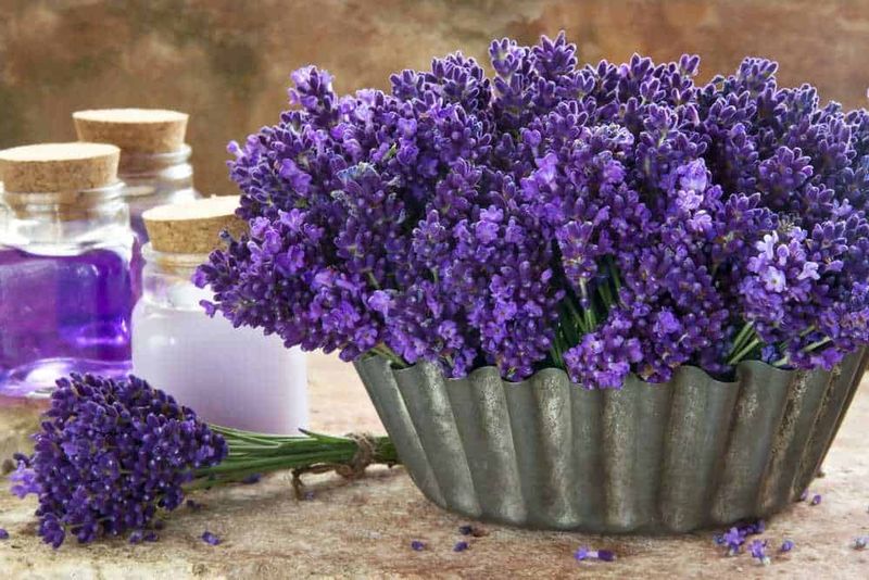 Cosa piantare a aprile? 7 idee per il balcone 4 Bouquet di lavanda fresca in vaso di metallo, fiale di oli essenziali di lavanda, aromaterapia e relax naturale, decorazione floreale, fragranza distensiva per casa, cura del corpo, benessere e benessere, Appunti Sul Blog.