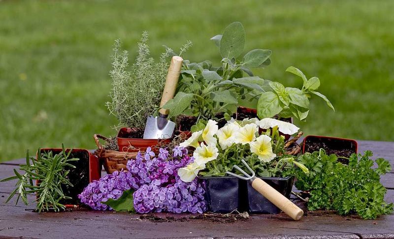 Cosa piantare a aprile? 7 idee per il balcone 1 Vivai di erbe aromatiche in vaso con strumenti da giardinaggio su tavolo di legno all'aperto.