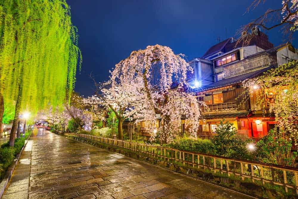 File name: fioriture-primavera-giapponese-notte.jpg.