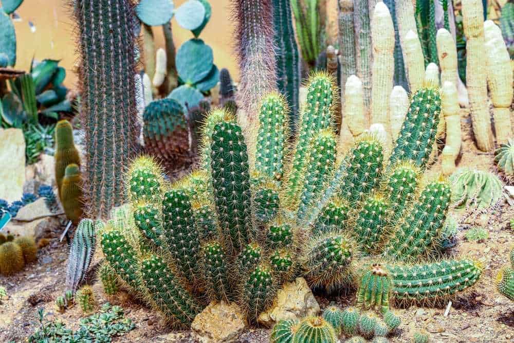 Cactus variopinti e succulenti in un giardino desertico, simboli di resistenza e bellezza naturale, perfetti per appassionati di piante succulente e decorazioni estive.