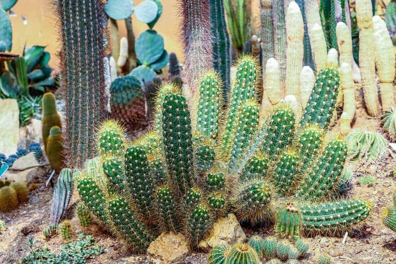 A cosa servono le spine del cactus? 2 Cactus variopinti e succulenti in un giardino desertico, simboli di resistenza e bellezza naturale, perfetti per appassionati di piante succulente e decorazioni estive.