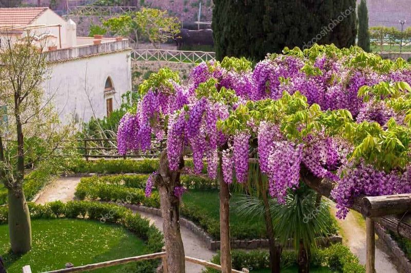 Dove ammirare i glicini in fiore in Campania: 5 Posti 4 Dove ammirare i glicini in fiore in Campania
