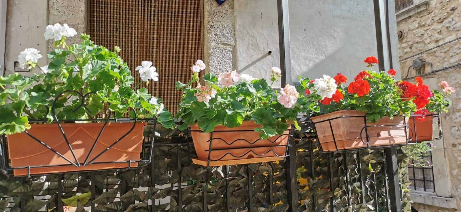 Vasi di gerani colorati su un balcone con vista alle vecchie case in pietra, decorativi e vivaci, perfetti per abbellire gli spazi esterni con piante da fiore.