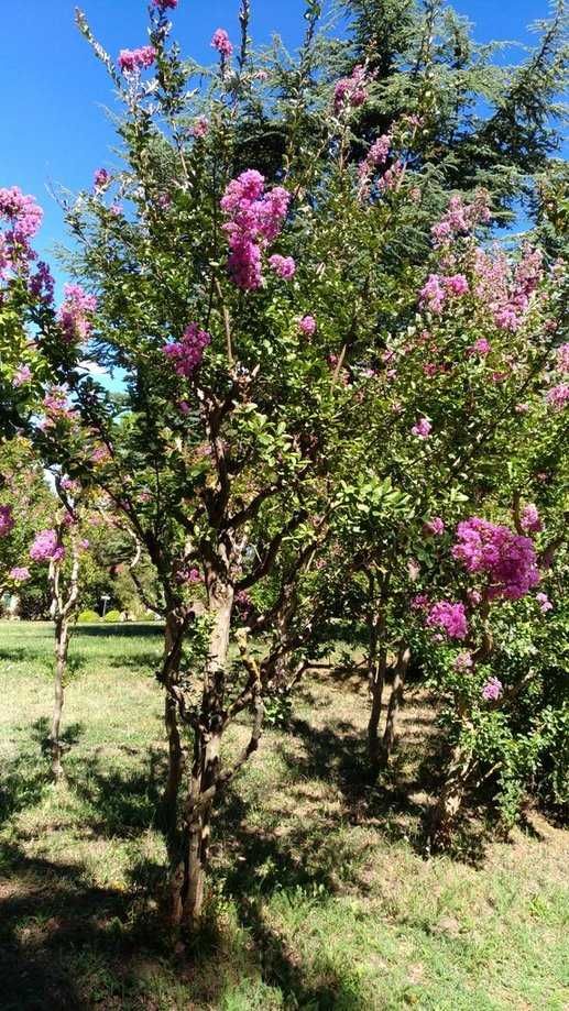 Dove ammirare i glicini in fiore in Campania: 5 Posti 5 Vita verde con albero di crepe rosa in fiore, giardino primaverile, paesaggio naturale con piante e alberi ornamentali, ambiente outdoor sereno, perfetto per decorazione paesaggistica, floricoltura, natura e relax.