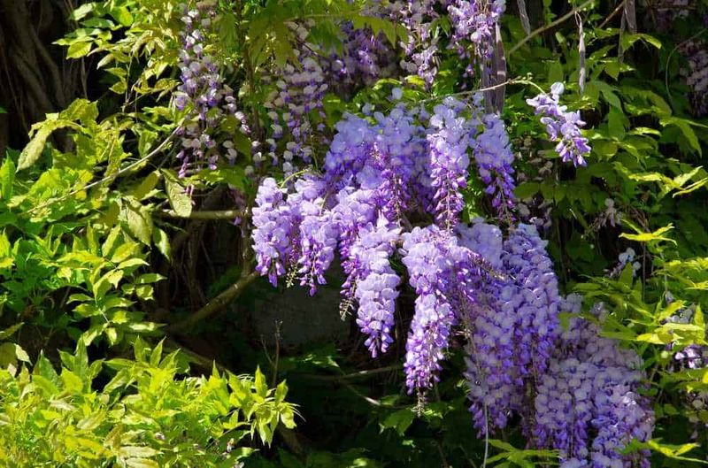 Dove ammirare i glicini in fiore in Campania: 5 Posti 2 Dove ammirare i glicini in fiore in Campania