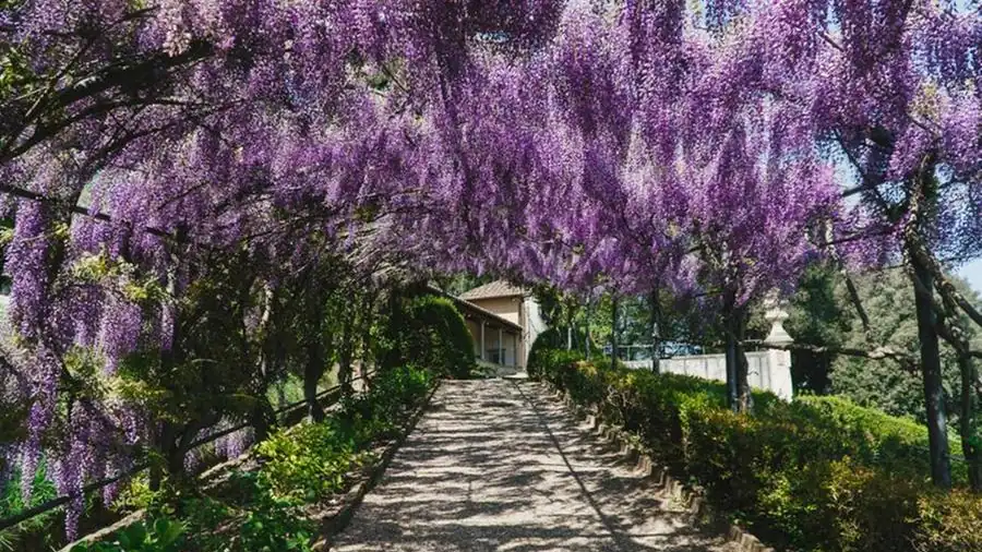 Dove ammirare i glicini in fiore in Campania: 5 Posti 3 Dove ammirare i glicini in fiore in Campania