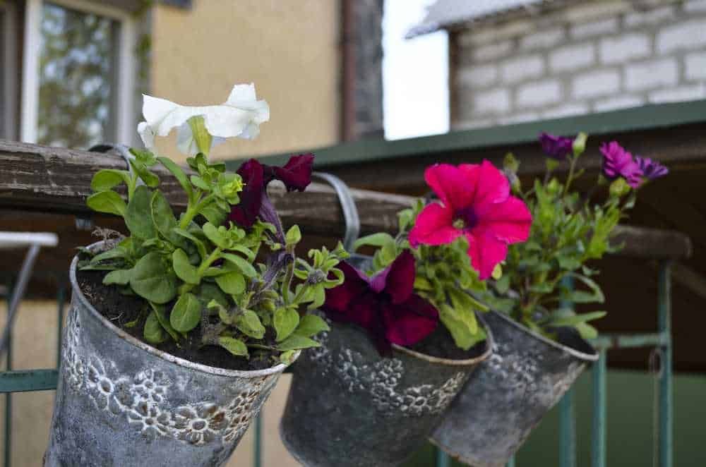 Fioriere di metallo con petunie di diversi colori appese su un balcone in un ambiente urbano. Le petunie aggiungono un tocco di colore vivace al contesto di città con edifici e balconi.