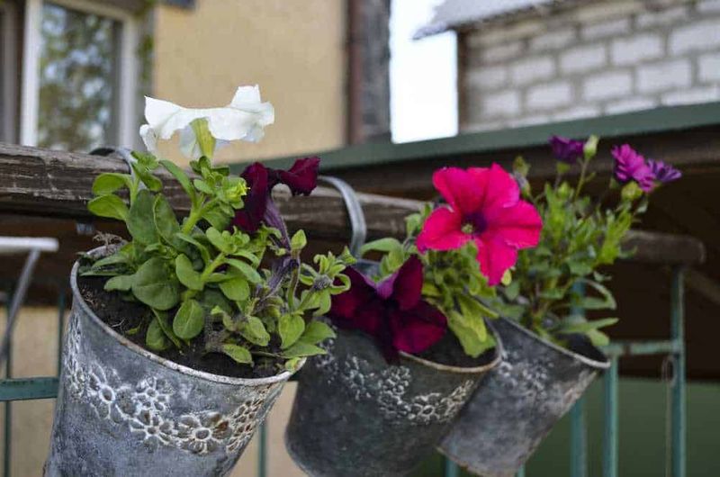 Cosa piantare a aprile? 7 idee per il balcone 2 Fioriere di metallo con petunie di diversi colori appese su un balcone in un ambiente urbano. Le petunie aggiungono un tocco di colore vivace al contesto di città con edifici e balconi.