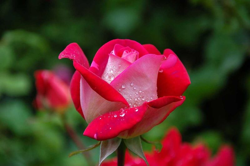 Bellezza senza spendere una fortuna: potrebbe non andare bene! 3 Fiore di rosa rossa con gocce d'acqua, simbolo di bellezza e freschezza, immerso in un giardino verdefotografato in dettaglio.