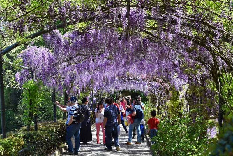 Dove ammirare i glicini in fiore in Campania: 5 Posti 6 Fiori di glicine viola sotto un arco verde, scena di passanti che godono di un percorso caratterizzato da fiori in fiore, atmosfera primaverile e naturale, ideale per blog di viaggi e natura.