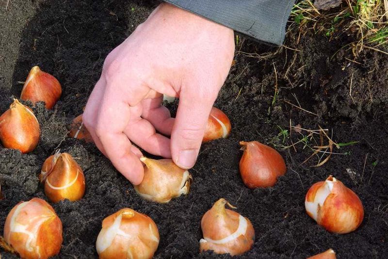 Cosa piantare a maggio? Semina primavera 3 Bulbi di cipolla piantati nel terreno, pronti per la crescita, con una mano che li interra.