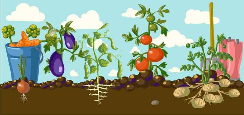 Cosa piantare a maggio? Semina primavera 2 Radicchio, pianta di zucchina, pianta di pomodoro, patate, orto biologico, crescita delle piante, giardinaggio sostenibile, semina e coltivazione, agricoltura organica, prodotto dell'orto, verdure fresche, orticoltura, coltivare in casa, caratteristiche delle piante, bio orto, piantare verdure, crescita naturale delle piante, alimentazione sana.