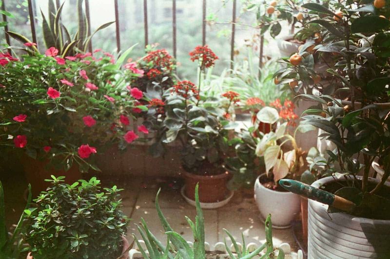 Cosa piantare sul balcone mese per mese: il calendario verde 3 Pianta da interno con fiori colorati e piante verdi in vasi, ambiente luminoso e accogliente per il giardinaggio domestico.