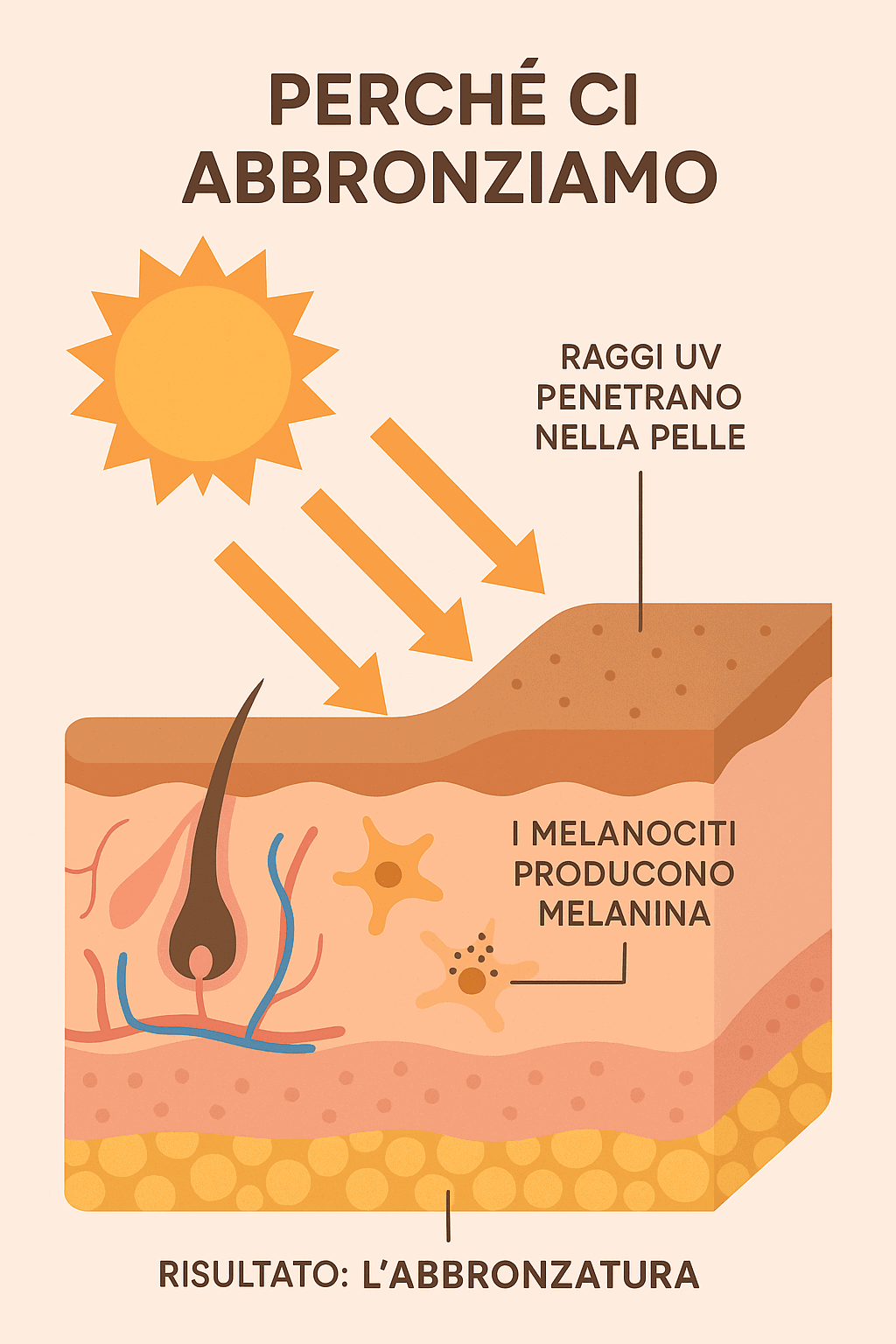 Abbronzatura, raggi UV, melanociti, pelle, protezione solare, come ci bruniamo, causa dell'abbronzatura, benefici dell'esposizione al sole, processo di melanizzazione, cura della pelle durante l'estate.
