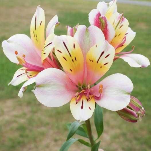 Quando regalare il Giglio del Perù? 5 Quando regalare il Giglio del Perù?