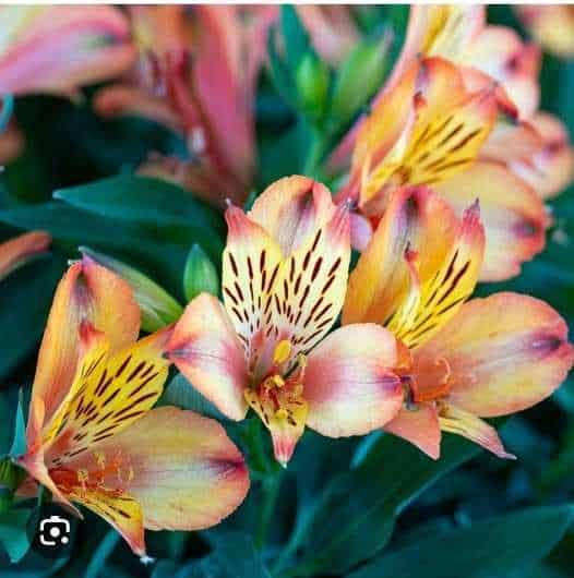 Colorate fioriture di Alstroemeria con petali gialli e rosa, ideali per decorazioni floreali e bouquet primaverili, simbolo di amicizia e prosperità.