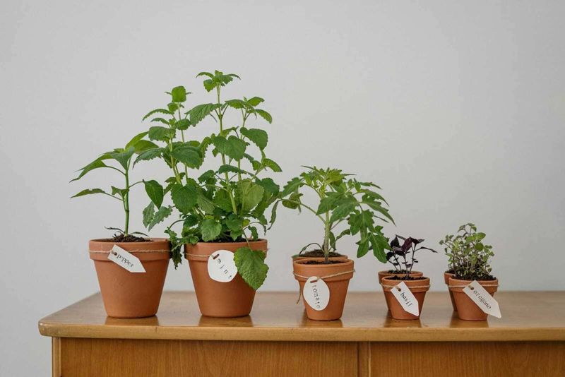 Cosa piantare sul balcone mese per mese: il calendario verde 4 Pianti di erbe aromatiche in terracotta su tavolo in legno, iscrizione con nomi delle piante come menta, basilico e origano, per orto domestico e cucina salutare.