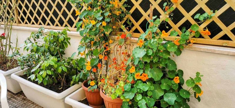 Cosa piantare sul balcone mese per mese: il calendario verde 8 Fioriere con piante di fiori e foglie verdi su balcone con recinzione in legno, decorazione floreale esterna, ambiente di giardinaggio.