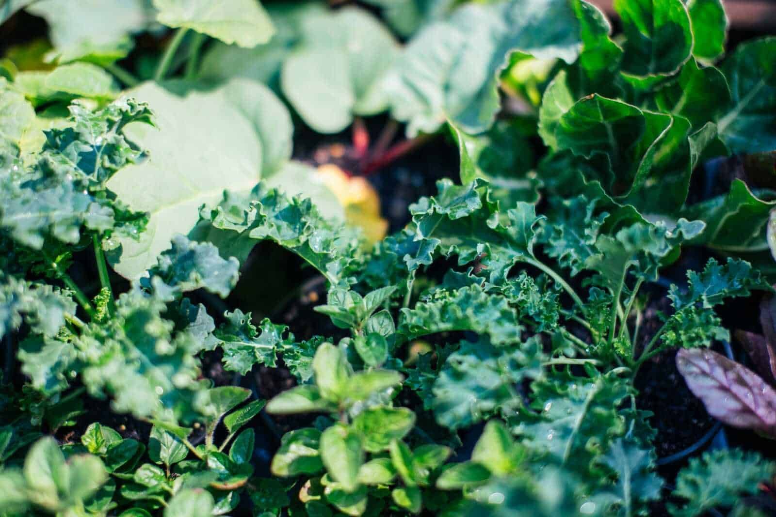 Alimentazione anti colesterolo: quali cibi portare in tavola?