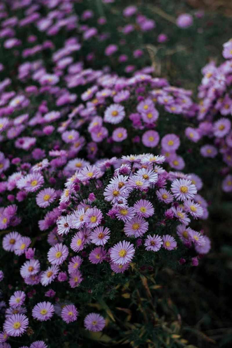 Cosa piantare sul balcone mese per mese: il calendario verde 11 Fiori lilla e rosa in piena fioritura in giardino, splendide piante ornamentali radicate in naturali ambienti esterni.