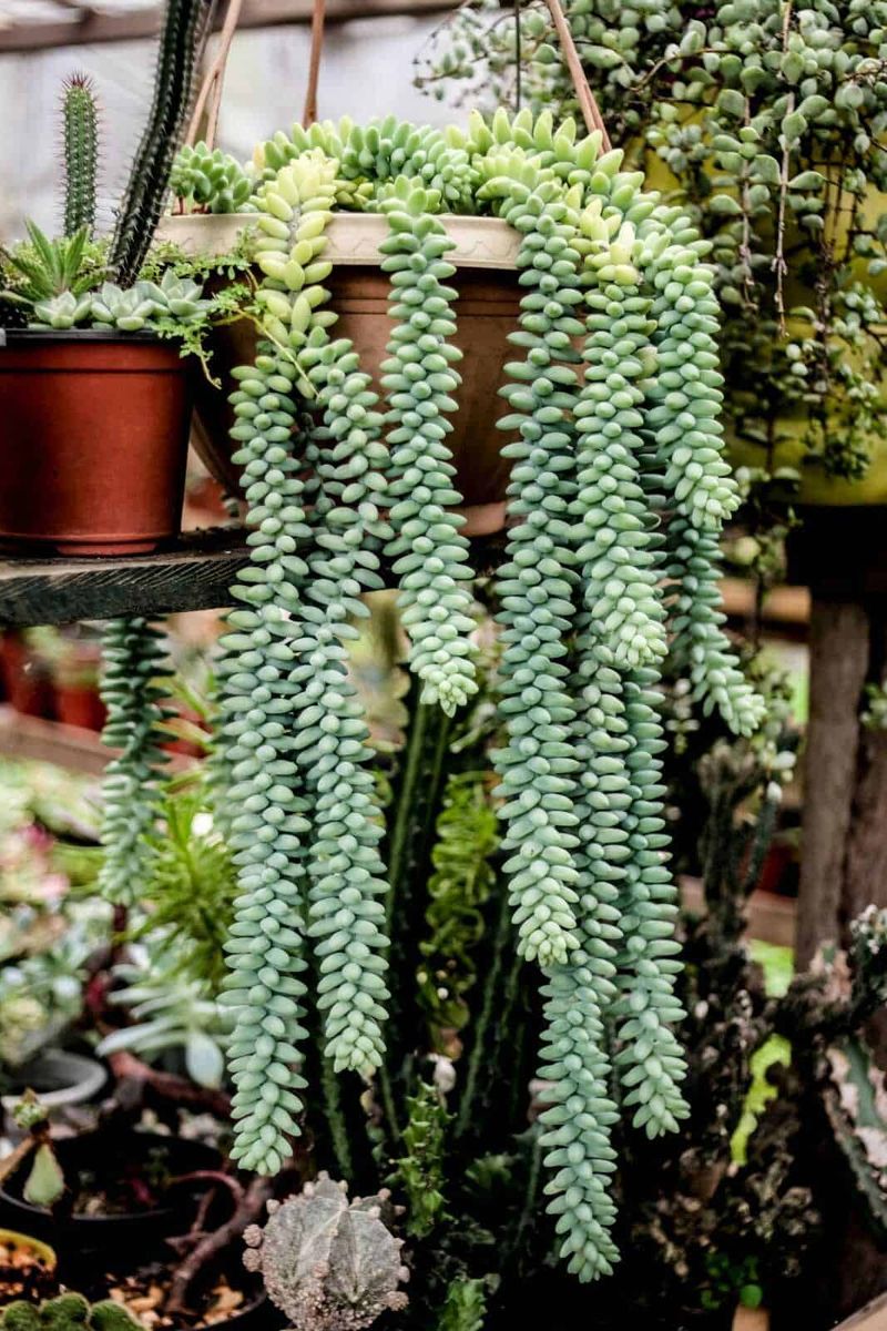 Cosa piantare sul balcone mese per mese: il calendario verde 13 Succulent plant in a terracotta pot, green trailing succulent, indoor plant decor, drought-tolerant plant, popular houseplant for decor.