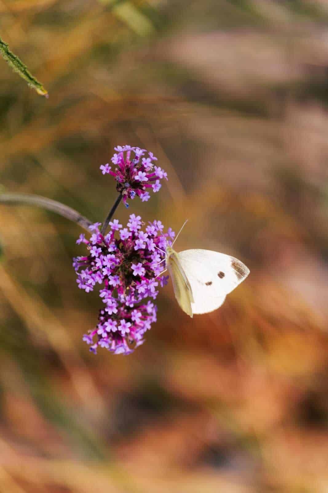 Farfalla bianca su fiori viola in natura, fotografia macro di insetto su pianta.