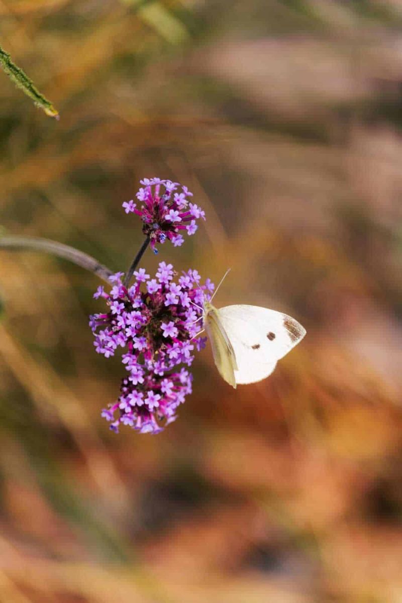 Cosa piantare sul balcone mese per mese: il calendario verde 14 Farfalla bianca su fiori viola in natura, fotografia macro di insetto su pianta.