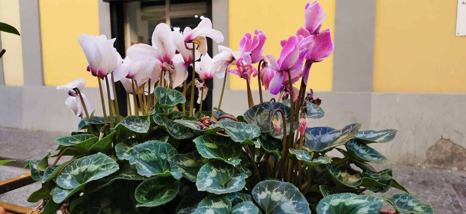 Fiori di ciclamino colorati con foglie variegate, decorano un'area urbana vicino a edifici colorati, ideale per composizioni floreali di primavera e decorazioni outdoor.