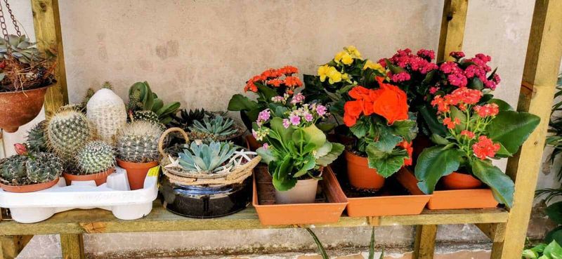 Cosa piantare sul balcone mese per mese: il calendario verde 9 Vasi di piante grasse e fiori colorati su mensola di legno, piante decorative per giardino e interni, ideale per appassionati di botanica e giardinaggio.