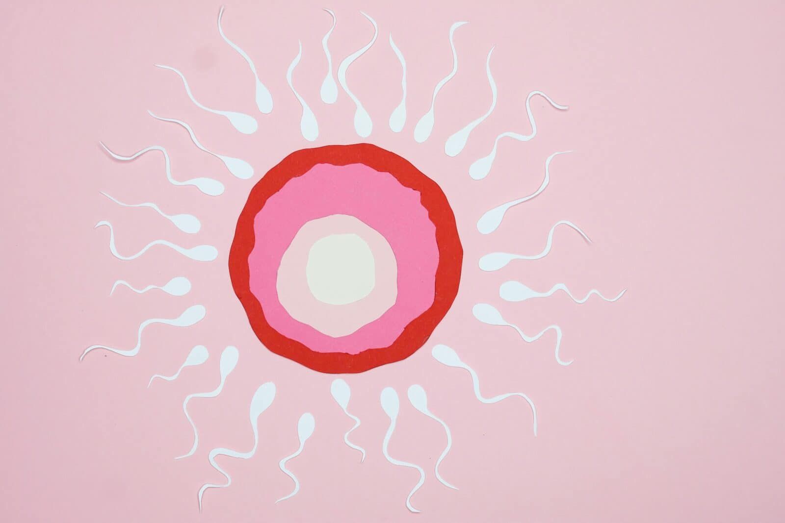 Sperma e ovulo stilizzati, rappresentazione artistica di concepimento, su sfondo rosa chiaro, simbolo di fertilità e riproduzione, ideale per contenuti di biologia o fertilità.