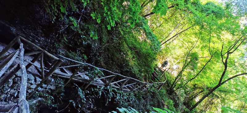 Via degli Dei in autunno: guida pratica da Bologna a Firenze - tappe, dislivelli, dove dormire 7 Escursionisti che percorrono sentiero nel bosco verdeggiante con passerella in legno, natura rigogliosa e atmosfera tranquilla, ideale per outdoor e trekking immersi nella natura.