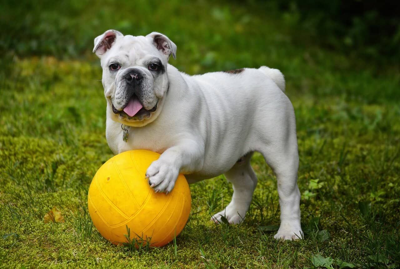 Bulldog bianco con pallina gialla in giardino, adorabile cane giocoso, fotografia di animali domestici, perfetto per blog sul benessere degli animali, cura dei cani, attività outdoor con i pet.