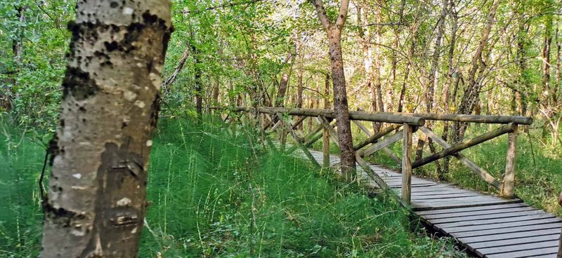 Via degli Dei in autunno: guida pratica da Bologna a Firenze - tappe, dislivelli, dove dormire 3 Via degli Dei in autunno: Sentiero pedonale in legno tra gli alberi di un bosco rigoglioso, con ringhiera in legno, luce naturale, atmosfera tranquilla e naturale, ideale per escursioni e passeggiate nella natura.