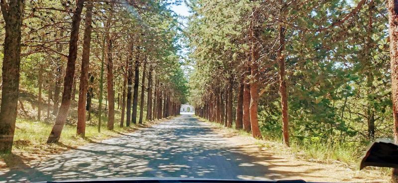 Via degli Dei in autunno: guida pratica da Bologna a Firenze - tappe, dislivelli, dove dormire 2 Via degli Dei in autunno: Foresta di pini con strada sterrata, immersa nella natura, perfetta per escursionismo e relax tra alberi e ombra. Ideale per foto paesaggistiche e viaggi outdoor.