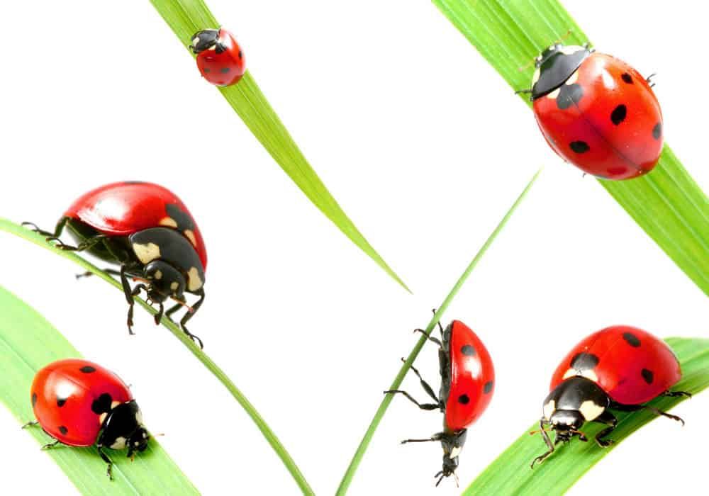 Coccinelle rosse sui fili d'erba verdi, simbolo di fortuna e natura, piatti su sfondo bianco, immagini di insetti, giardinaggio e biodiversità. Perfetto per contenuti su ambiente, natura e biodiversità.