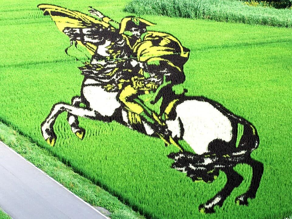 Immagine di un campo di riso con un disegno artistico di due cavalli realizzati con le piante di riso, creando un'opera visiva sorprendente e originale.