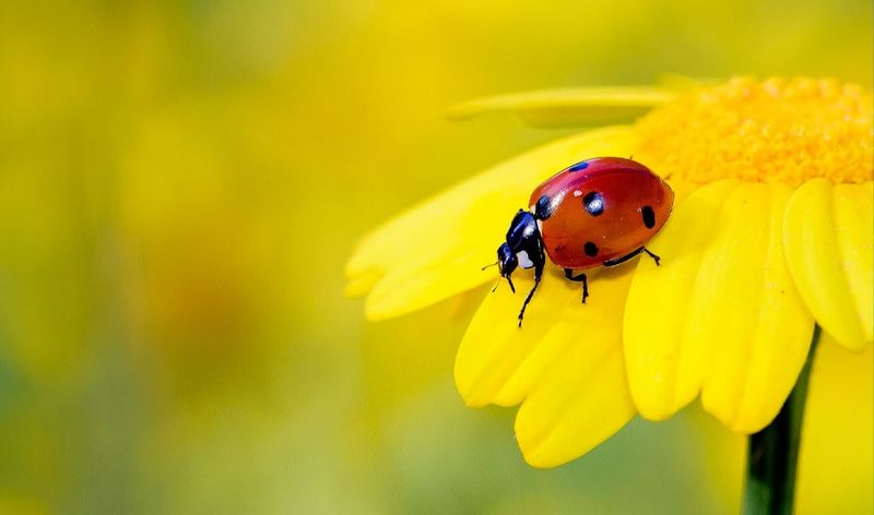 Coccinelle 15 messaggi spirituali e colori 6 Coccinella sul fiore giallo, insetto comune e simbolo di buona fortuna, su una pianta floreale con sfondo sfocato verde.