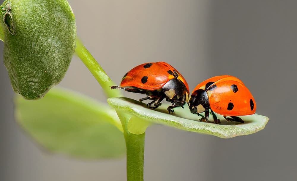 Farfalle ladybug su una foglia verde, dettaglio di insetti colorati contro sfondo grigio brillante.