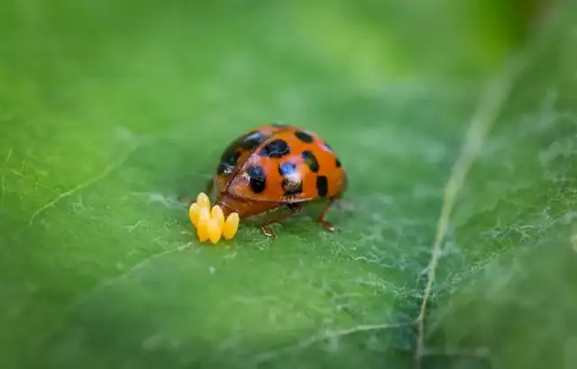 Coccinelle 15 messaggi spirituali e colori 3 Una coccinella rossa con punti neri su una foglia verde, in un ambiente naturale.