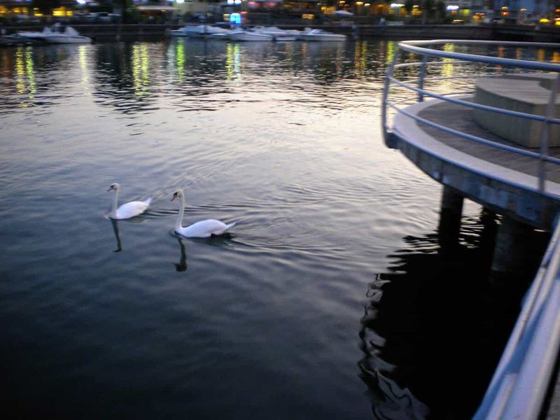 Sarnico cosa vedere: Ville Liberty, lungolago e Cantieri Riva 4 Due cigni nuotano pacificamente nel fiume al tramonto, con luci della città riflessi sull'acqua e una struttura in metallo sulla destra.
