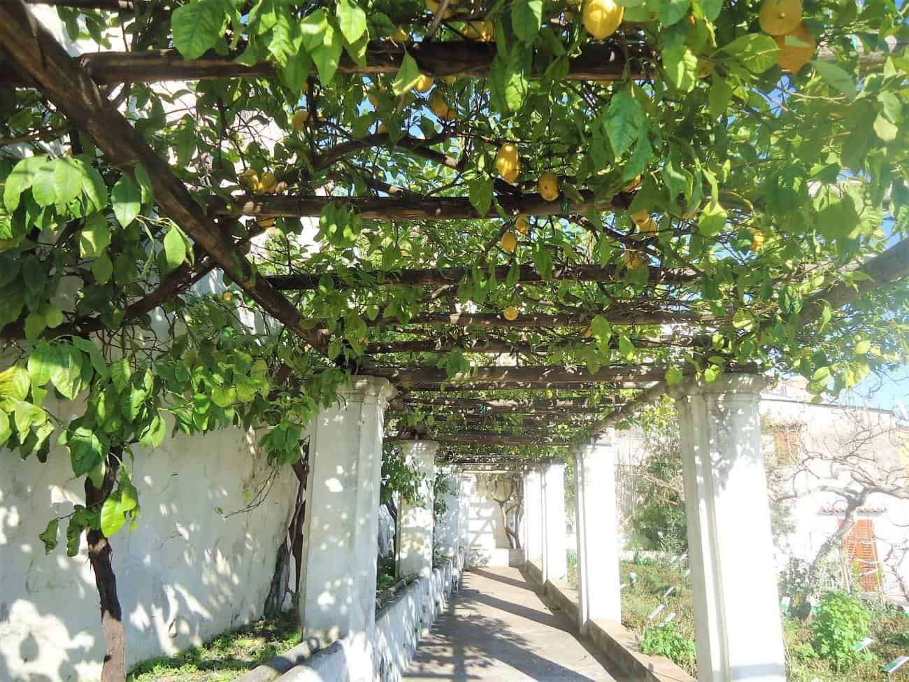 pergola con limoni