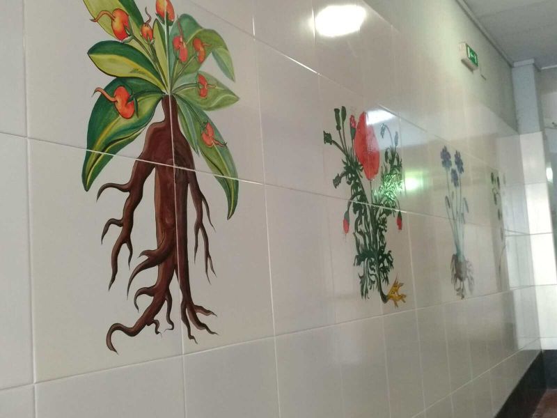 Giardino della Minerva Salerno del XII secolo (2026): storia, piante medicinali e curiosità 2 Giardino della minerva a salerno: Storia, piante medicinali e curiosità
