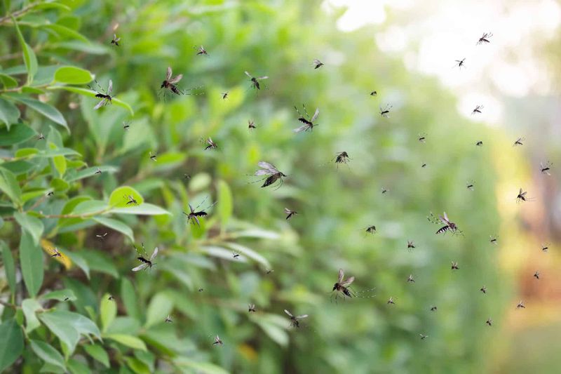 Come tenere le zanzare fuori casa d'estate: cosa funziona davvero 2 Come tenere le zanzare fuori casa d'estate cosa funziona davvero