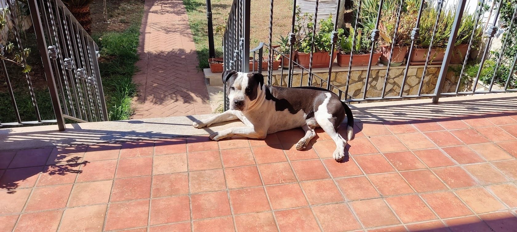 Migliori razze di cani: come scegliere quella giusta per te