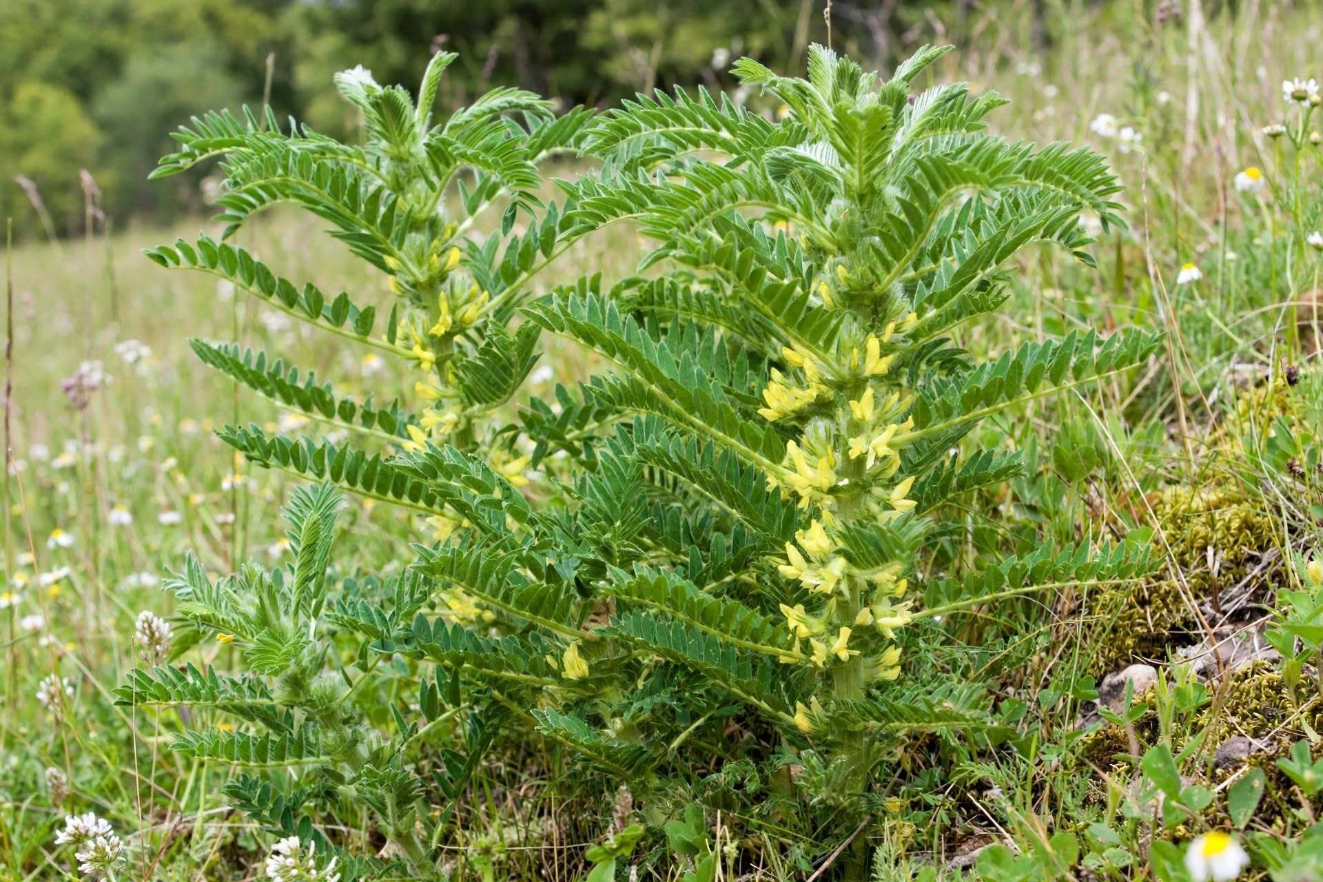 proprietà dell'astragalo e possibili benefici