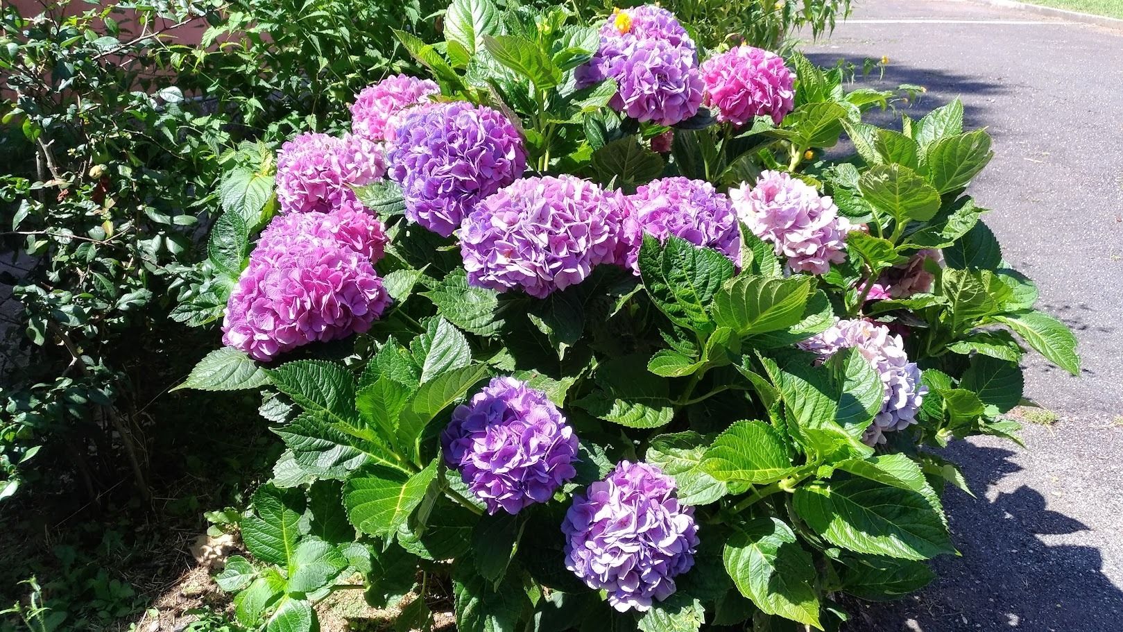 Ortensie non fioriscono: cosa fare a settembre