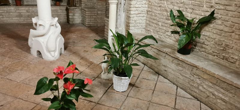 Le piante sono davvero verdi? Ecco da dove arrivano i loro colori 3 Perché in autunno le foglie cambiano colore?